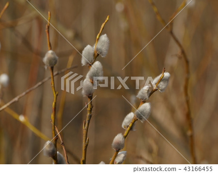 soft fluffy willow buds soft fluffy willow buds 43166455