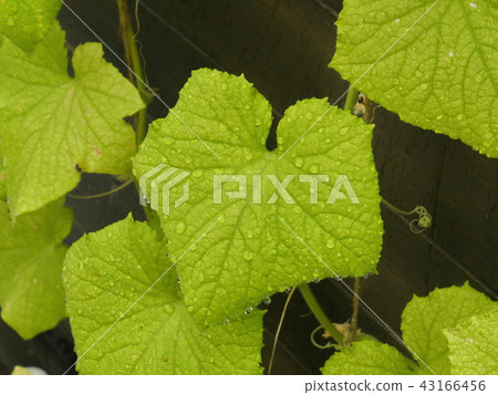 raindrops on cucumber leaves raindrops on cucumber leaves 43166456