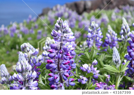 Wild lupine (Unalaska Island, Alaska, USA) Wild lupine (Unalaska Island, Alaska, USA) 43167399