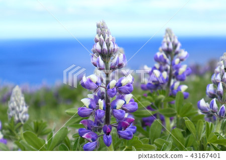 Wild lupine (Unalaska Island, Alaska, USA) 43167401