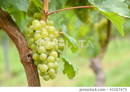 White wine grape Chardonnay 43167473