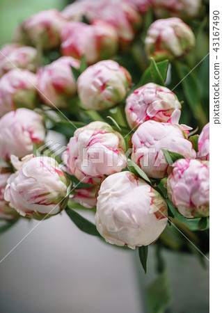 balls bud. Lovely flowers in glass vase. Beautiful bouquet of pink peonies . Floral composition balls bud. Lovely flowers in glass vase. Beautiful bouquet of pink peonies . Floral composition 43167490