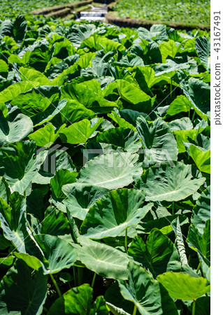 Big green leaves. Aquatic green plants forest in Sao Miguel, Azores. Portug. Wallpaper Big green leaves. Aquatic green plants forest in Sao Miguel, Azores. Portug. Wallpaper 43167491