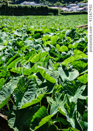 Big green leaves. Aquatic green plants forest in Sao Miguel, Azores. Portug. Wallpaper Big green leaves. Aquatic green plants forest in Sao Miguel, Azores. Portug. Wallpaper 43167492