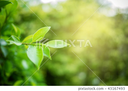 Green leaf with copy space use for design concept. 43167493