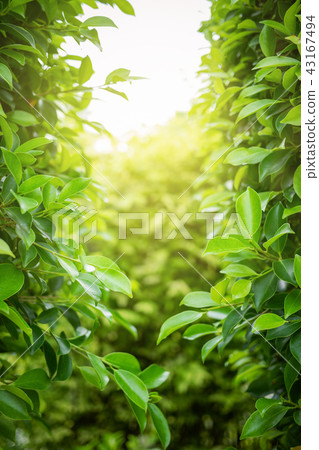 Green leaf with copy space use for design concept. Green leaf with copy space use for design concept. 43167494