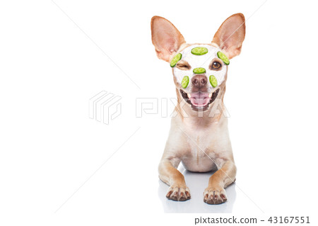 wellness beauty mask  spa  dog 43167551