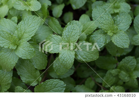 Peppermint (Melissa officinalis) Peppermint (Melissa officinalis) 43168010