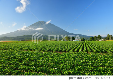 Taking pictures of the summer scenery of the soybean fields and Mt. Yotei (Ezo Fuji) with lush leaves against the clear blue sky Taking pictures of the summer scenery of the soybean fields and Mt. Yotei (Ezo Fuji) with lush leaves against the clear blue sky 43169083