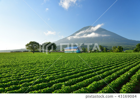 Taking pictures of the summer scenery of the soybean fields and Mt. Yotei (Ezo Fuji) with lush leaves against the clear blue sky Taking pictures of the summer scenery of the soybean fields and Mt. Yotei (Ezo Fuji) with lush leaves against the clear blue sky 43169084