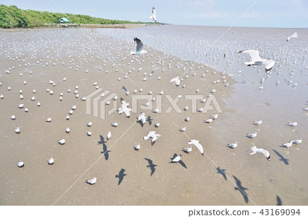 海鷗 鷗 天堂 43169094