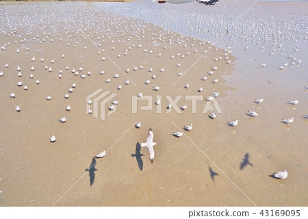 泰國 泰國清邁 場景 43169095