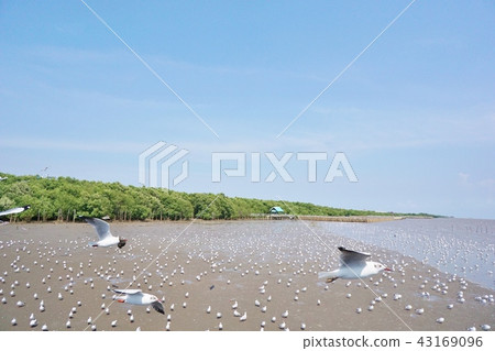 泰國 泰國清邁 場景 43169096