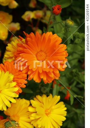 雛菊 43169544