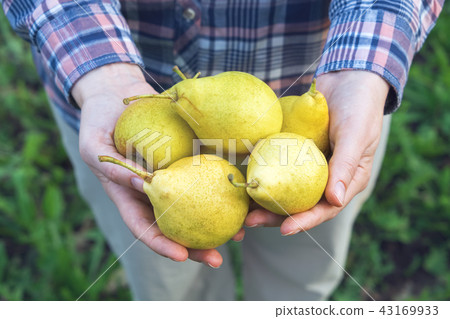 Female farmer holding several pears in his hands. 43169933