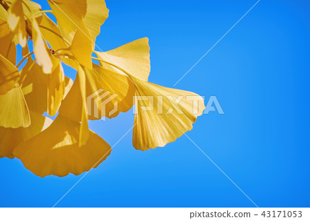 Leaves of Ginkgo Biloba Leaves of Ginkgo Biloba 43171053