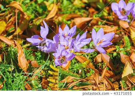 Saffron Crocus Blooming Saffron Crocus Blooming 43171055