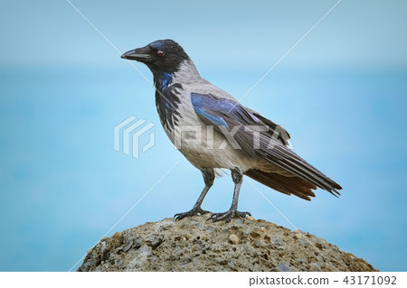 Crow on the Stone Crow on the Stone 43171092