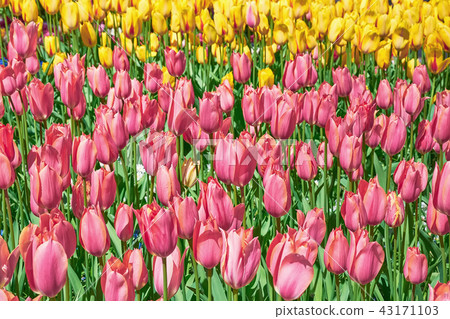 Pink Tulip Flower Bed Pink Tulip Flower Bed 43171103
