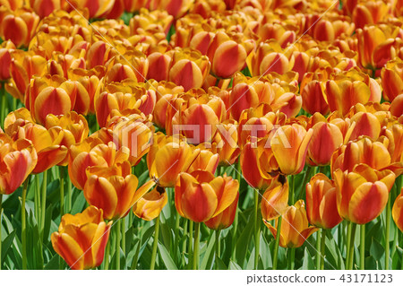 Red and Yellow Tulips Red and Yellow Tulips 43171123