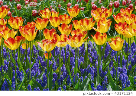 Red and Yellow Tulips Red and Yellow Tulips 43171124