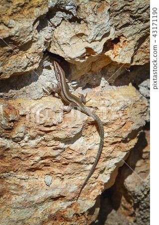 Lizard on Stone 43171190