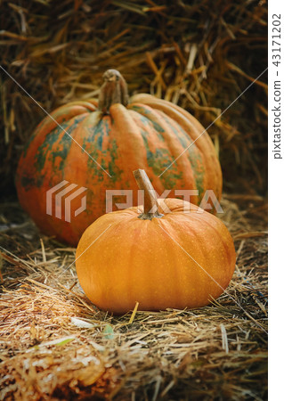 Pumpkins on a Hay 43171202