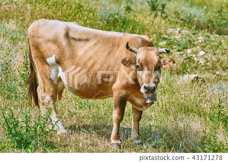 Brown Cow Brown Cow 43171278