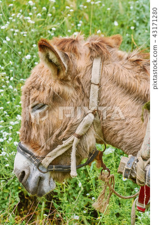 Portrait of Donkey Portrait of Donkey 43171280