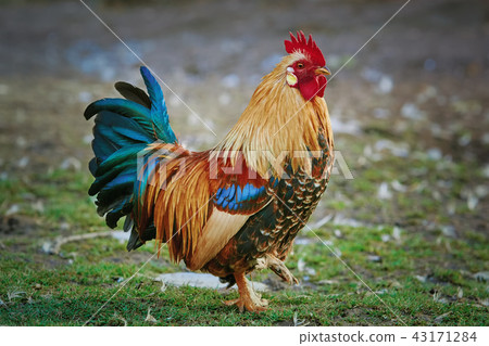 Brown Leghorn Rooster 43171284