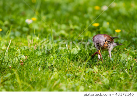 thrush and worm 43172140