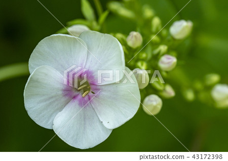 白色Kusakyousakutou 43172398