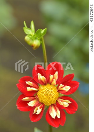 Dahlia Dahlia 43172648