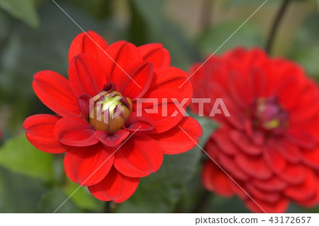 Dahlia 43172657