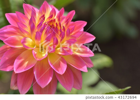 Dahlia Dahlia 43172694