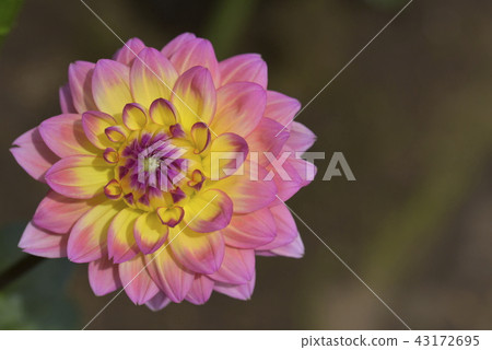 Dahlia Dahlia 43172695