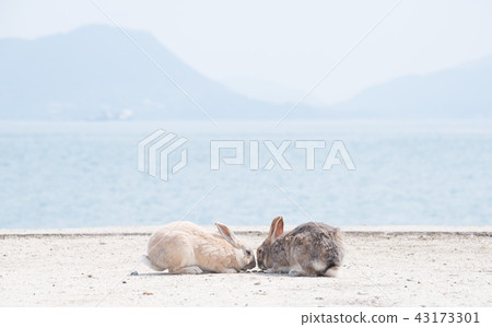 Rabbit Rabbit 43173301