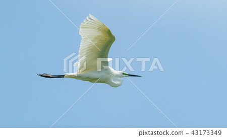 Fly Daisuke 43173349