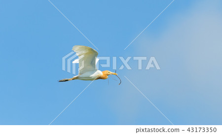 白鷺背著樹枝 43173350