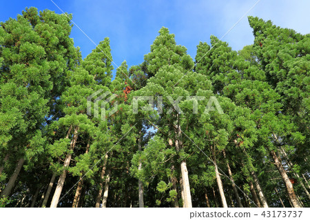 The green of cedar that shines in the blue sky of summer-Matsuzaka Pass Shimi Town, Fukushima Prefecture The green of cedar that shines in the blue sky of summer-Matsuzaka Pass Shimi Town, Fukushima Prefecture 43173737