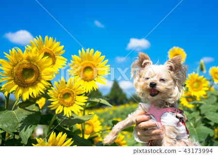 Dog and sunflower 43173994