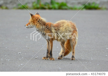 Kita fox(北海道阿寒郡阿寒町) Kita fox(北海道阿寒郡阿寒町) 43174070