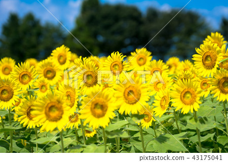 sunflower	 43175041