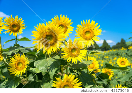 sunflower	 43175046