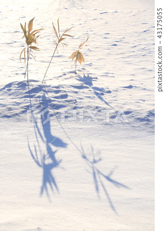 冬日枯萎的竹影，雪面花紋，冬日風光 43175055