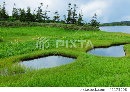 美麗的風景與文學像水稻梯田八幡平在夏天八幡平市,岩手縣 美麗的風景與文學像水稻梯田八幡平在夏天八幡平市,岩手縣 43175908