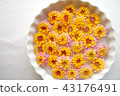 浮花 43176491