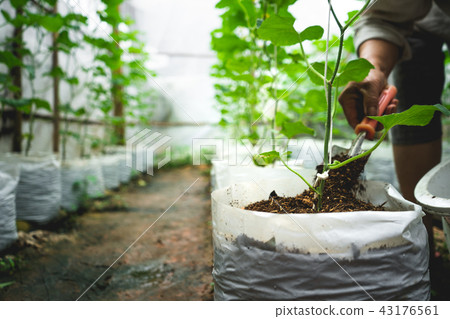 Melon tree Growing In the greenhouse ,Leaf check Melon tree Growing In the greenhouse ,Leaf check 43176561