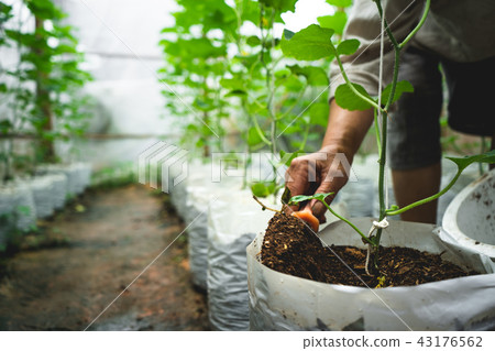 Melon tree Growing In the greenhouse ,Leaf check Melon tree Growing In the greenhouse ,Leaf check 43176562