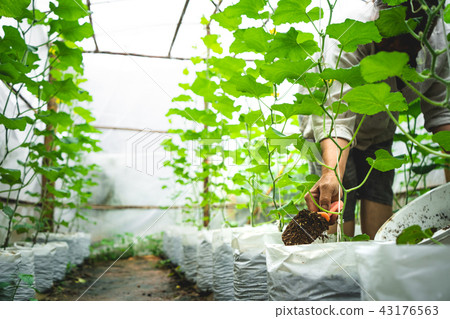 Melon tree Growing In the greenhouse ,Leaf check Melon tree Growing In the greenhouse ,Leaf check 43176563